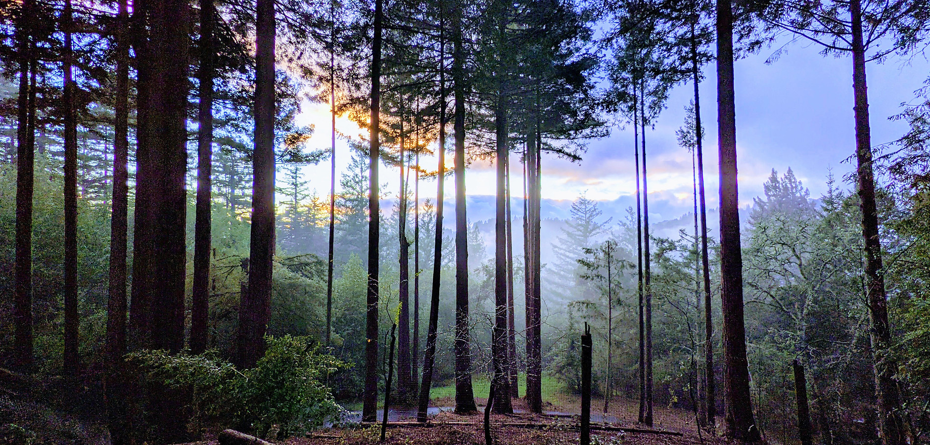 Redwood forest at Geulah
